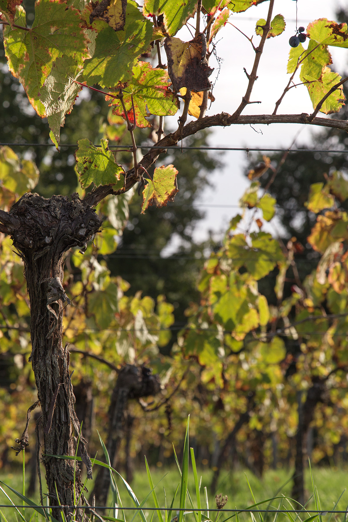 vignes